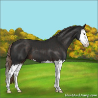 Horse Color:Liver Chestnut Sabino Splash 