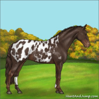 Horse Color:Liver Chestnut Appaloosa 