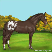 Horse Color:Liver Chestnut Sabino Appaloosa 