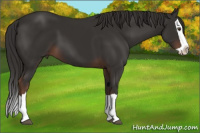 Horse Color:Liver Chestnut Splash 