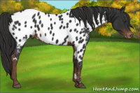 Horse Color:Liver Chestnut Appaloosa