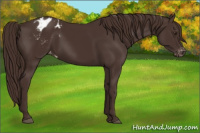 Horse Color:Liver Chestnut Appaloosa 