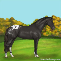 Horse Color:Liver Chestnut Appaloosa
