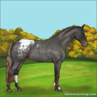 Horse Color:Liver Red Roan Appaloosa 