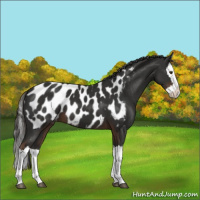 Horse Color:Liver Chestnut Splash Appaloosa 