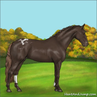 Horse Color:Liver Chestnut Appaloosa 