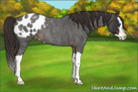 Horse Color:Liver Red Roan Sabino Splash Blanket Rabicano