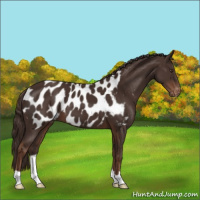 Horse Color:Liver Chestnut Appaloosa 