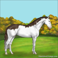 Horse Color:Liver Chestnut Sabino Splash 
