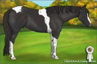 Horse Color:Liver Chestnut Sabino Tobiano 