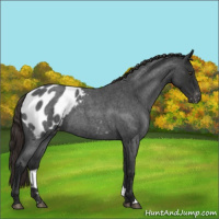 Horse Color:Liver Red Roan Appaloosa 