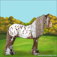 Horse Color:White Spotted Liver Chestnut Sabino Appaloosa 