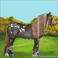 Horse Color:White Spotted Liver Chestnut Sabino Rabicano 