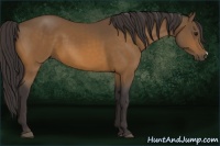 Horse Color:Buckskin 