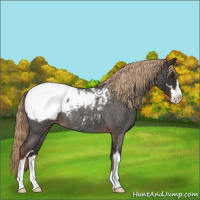 Horse Color:Liver Red Roan Sabino Appaloosa 