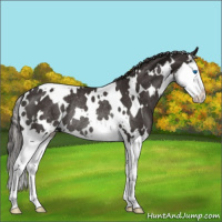 Horse Color:White Spotted Liver Chestnut Splash Rabicano 