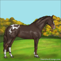 Horse Color:Liver Chestnut Sabino Appaloosa 