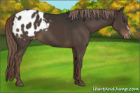 Horse Color:Liver Chestnut Appaloosa 