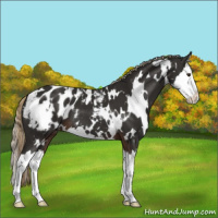 Horse Color:White Spotted Liver Chestnut Splash Varnish 