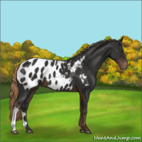 Horse Color:Liver Chestnut Appaloosa 