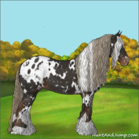 Horse Color:White Spotted Liver Chestnut Appaloosa 