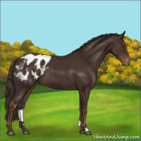 Horse Color:Liver Chestnut Appaloosa 