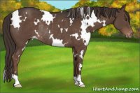 Horse Color:White Spotted Liver Chestnut Appaloosa Rabicano 