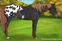 Horse Color:Liver Chestnut Appaloosa 
