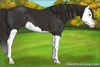 Horse Color:Liver Chestnut Splash 