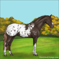Horse Color:Liver Chestnut Appaloosa 