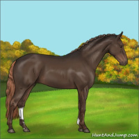 Horse Color:Liver Chestnut 
