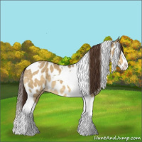 Horse Color:Buckskin Dun Splash Tobiano Appaloosa 
