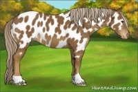 Horse Color:Chocolate Palomino Appaloosa 