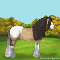 Horse Color:Buckskin Dun Sabino Splash Appaloosa 