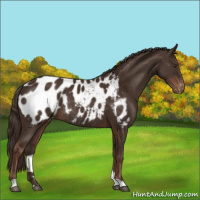 Horse Color:Liver Chestnut Appaloosa Rabicano 