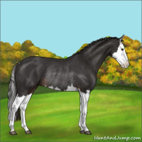 Horse Color:Liver Chestnut Splash Rabicano 