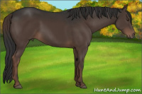 Horse Color:Liver Chestnut Rabicano 