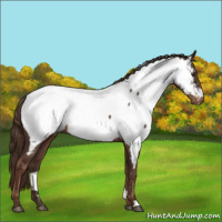 Horse Color:Liver Chestnut Appaloosa 