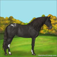 Horse Color:Liver Chestnut Appaloosa Rabicano 