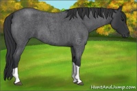 Horse Color:Blue Roan Tobiano 
