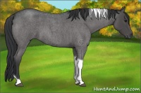 Horse Color:Blue Roan Tobiano