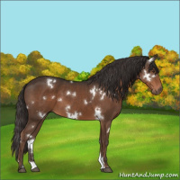Horse Color:White Spotted Liver Chestnut 