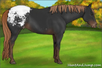 Horse Color:Liver Chestnut Appaloosa 