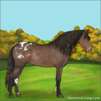 Horse Color:Liver Chestnut Appaloosa Rabicano 