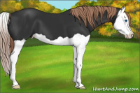 Horse Color:Liver Chestnut Splash 