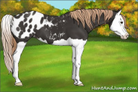 Horse Color:Liver Chestnut Splash Appaloosa 