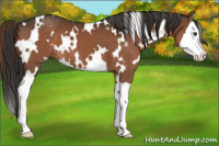 Horse Color:White Spotted Liver Chestnut Splash 