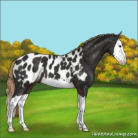 Horse Color:Liver Chestnut Splash Appaloosa 