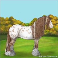 Horse Color:White Spotted Liver Red Dun Splash Appaloosa 