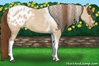 Horse Color:Red Dun Sabino Tobiano Appaloosa 